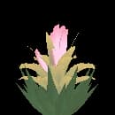 Aloe