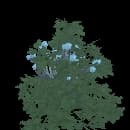 Cloudberry Bush