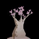Desert Rose