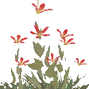 Fireweed