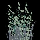 Ghost Thyme