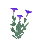 Morning Glory