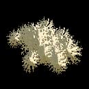 Reindeer Lichen
