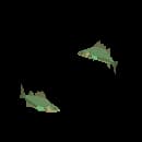 School Of Serpentfish