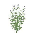 Thyme