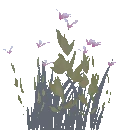 White Lily