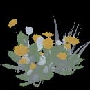 Dandelions